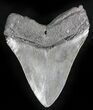 Serrated Megalodon Tooth - South Carolina #28475-2